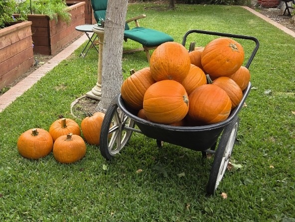 pumpkins